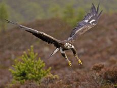 An increasingly common sight: this young golden eagle (Aquila chrysaetos) flies through the mountains of Scotland looking for prey a rainy day.