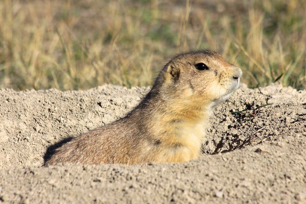 Prairie Dog