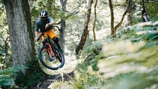 A mountain biker does a small jump on a trail lined with ferns