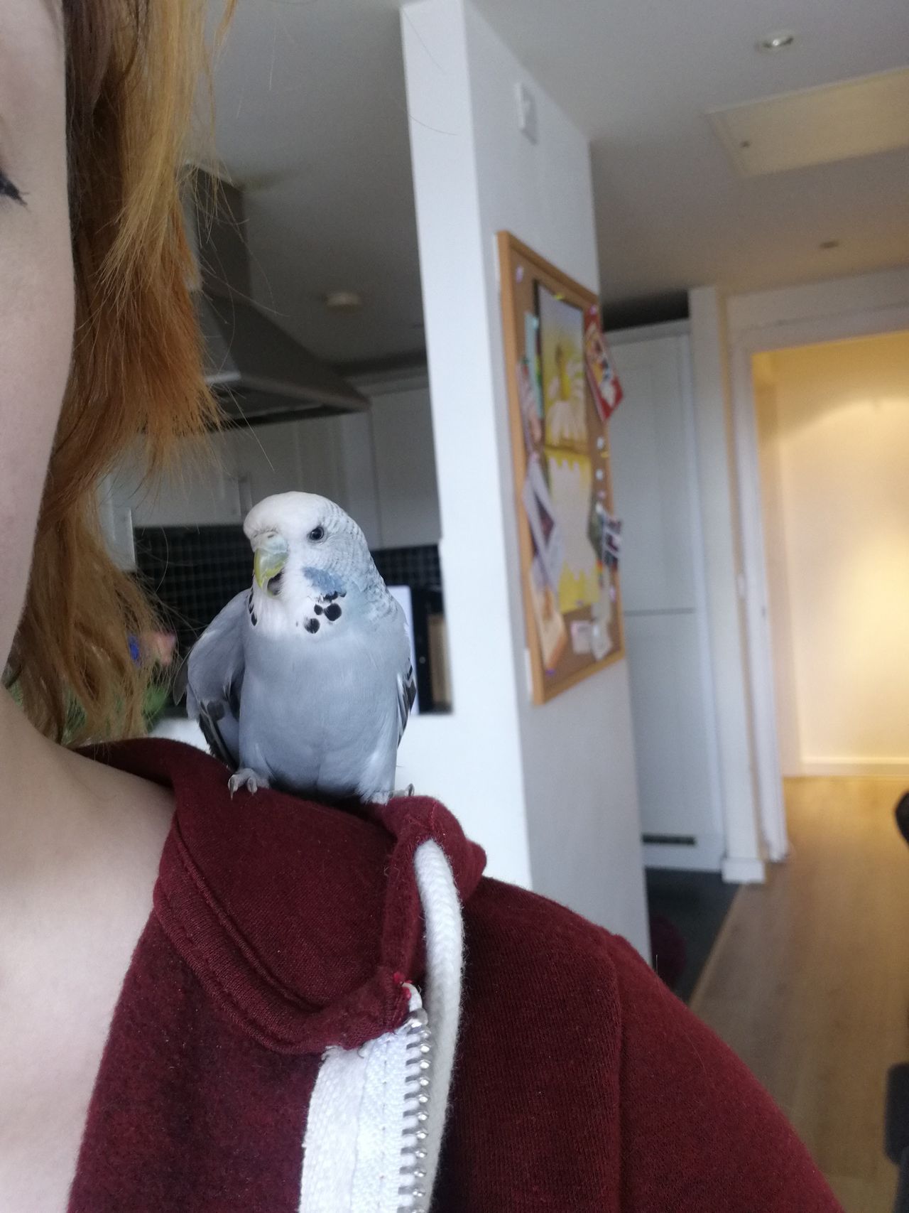 &lsquo;Artistic effect&rsquo; blurs the background of selfies (even for budgies).