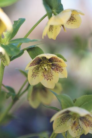 Hellebores - Christmas roses