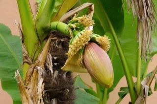 banana-plant-100624