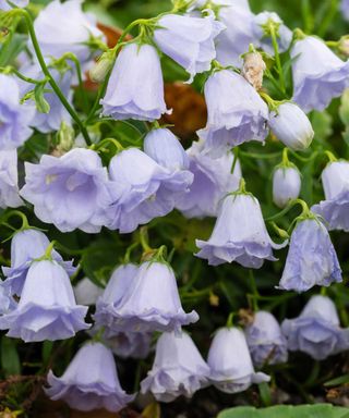 Campanula cochlearifolia 'Elizabeth Oliver'