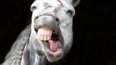 April Fools&rsquo; Day HA64TD Funny animal is a white horse laughing his funny face off.