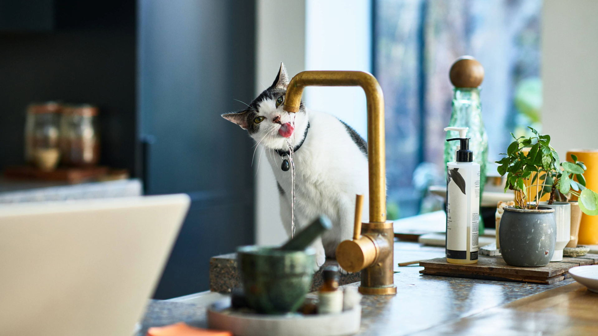 Cat standing on a worktop in the kitchen and drinking from the tap