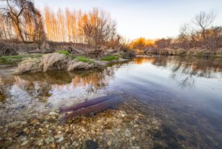 Entrant to the GDT Rewilding Europe Award 2024 Competition