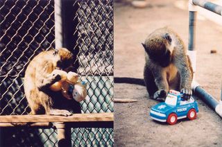 A female vervet monkey conducting an anogenital inspection (examining the genital area of the doll in an attempt to determine whether it is male or female), and a male vervet monkey pushing a police car back and forth.