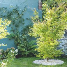 Blue painted garden wall with climbing plants behind tree