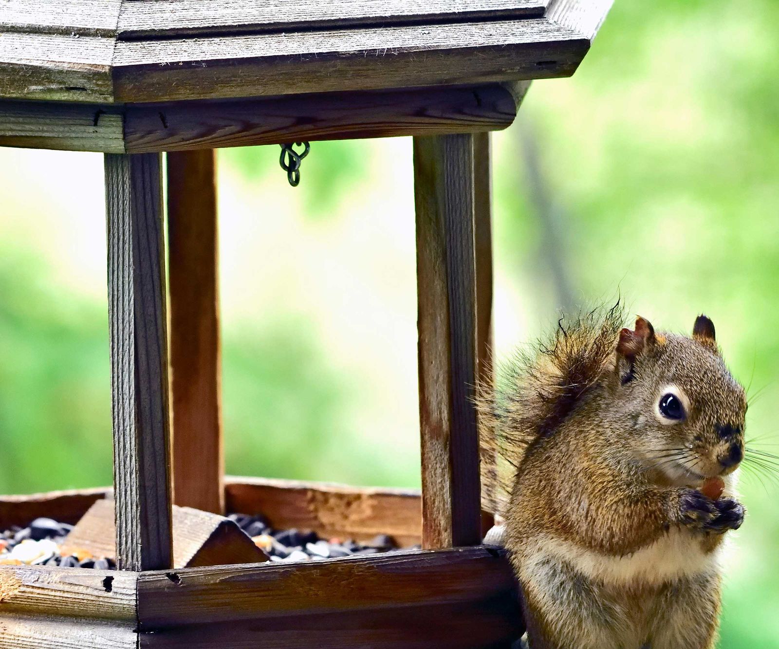 How to keep squirrels away from bird feeders: 5 expert tips | Homes ...