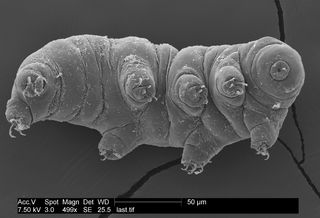 Sometimes called water bears, tardigrades are incredibly tough.