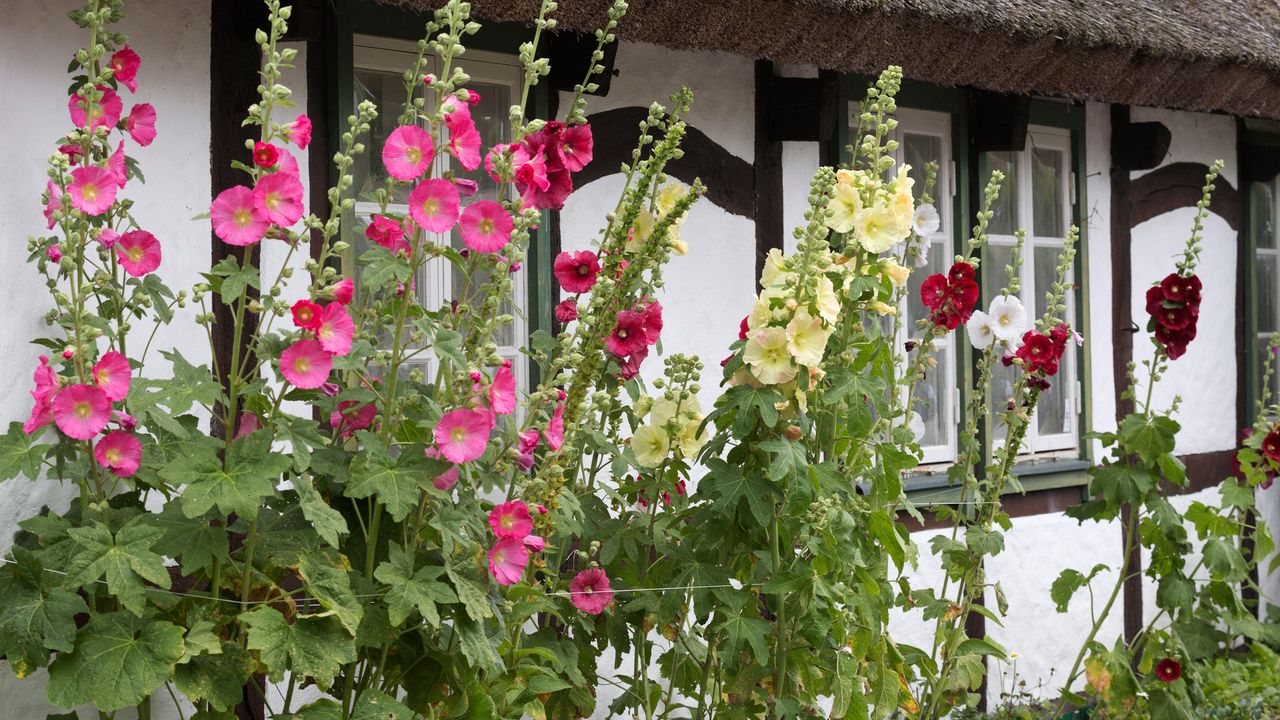 Hollyhocks in front of traditional Swedish thatched cottage, Arild, Kulla Peninsula, Skåne, South Sweden, Sweden, Europe 