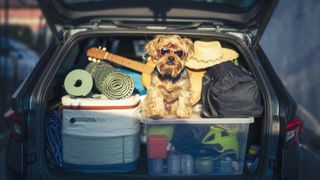 Dog in trunk of car with luggage