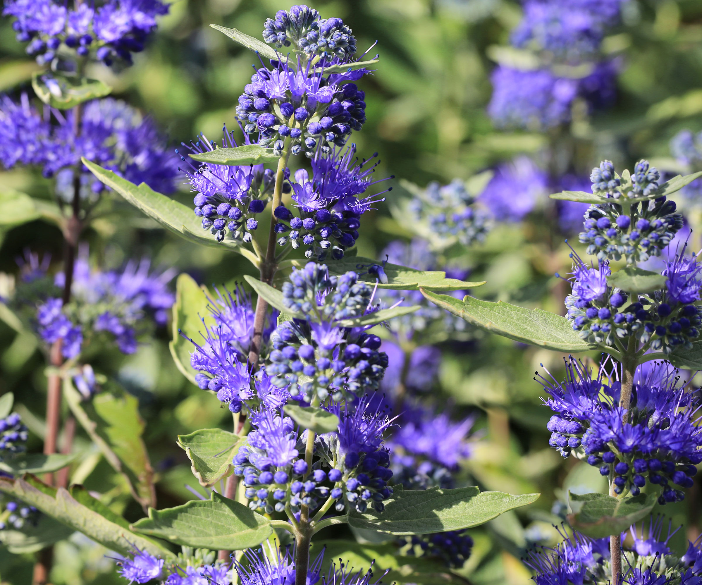 blue mist spirea shrub with blue flowering spires