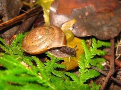 This snail species is named in honor of marriage equality