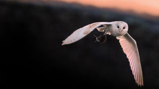 Close-up of white owl flying away with rodent in claws against sky during sunset