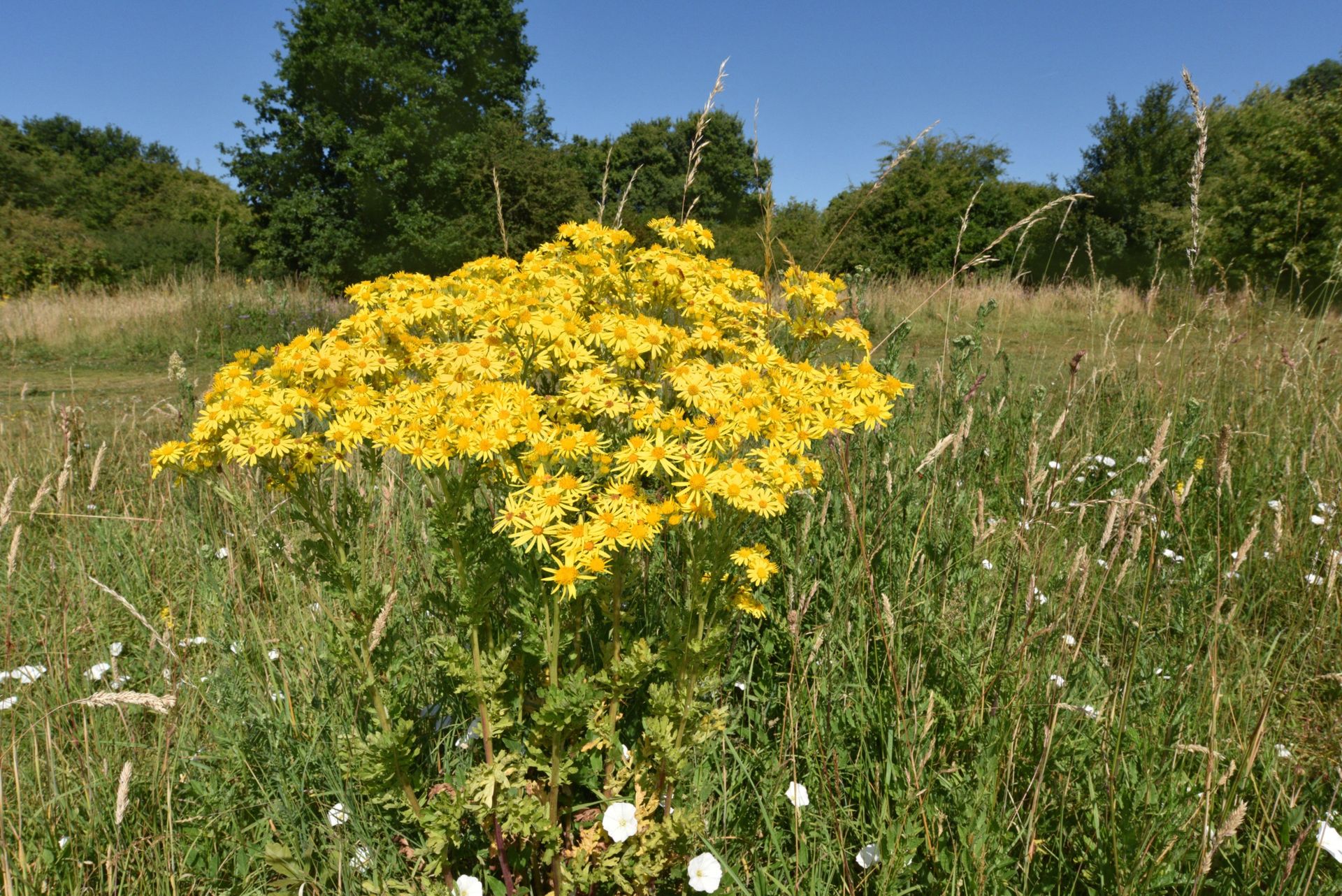 Common ragwort pictured in an overgrown field