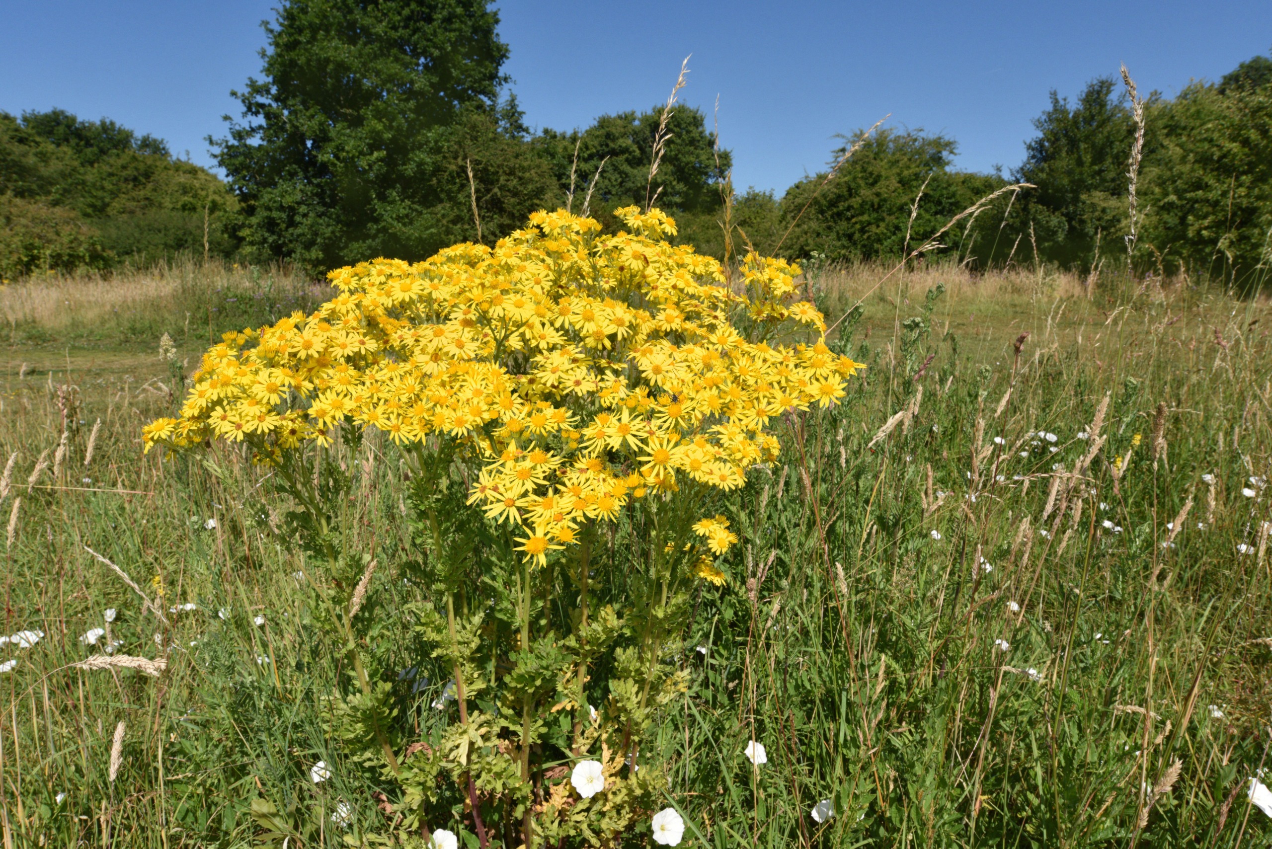 Common ragwort pictured in an overgrown field