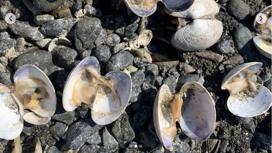 1 billion sea creatures cooked to death in Pacific Northwest | Live Science