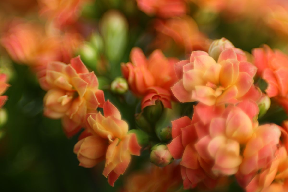 Canon RF 100mm f/2.8L IS USM Macro samples
