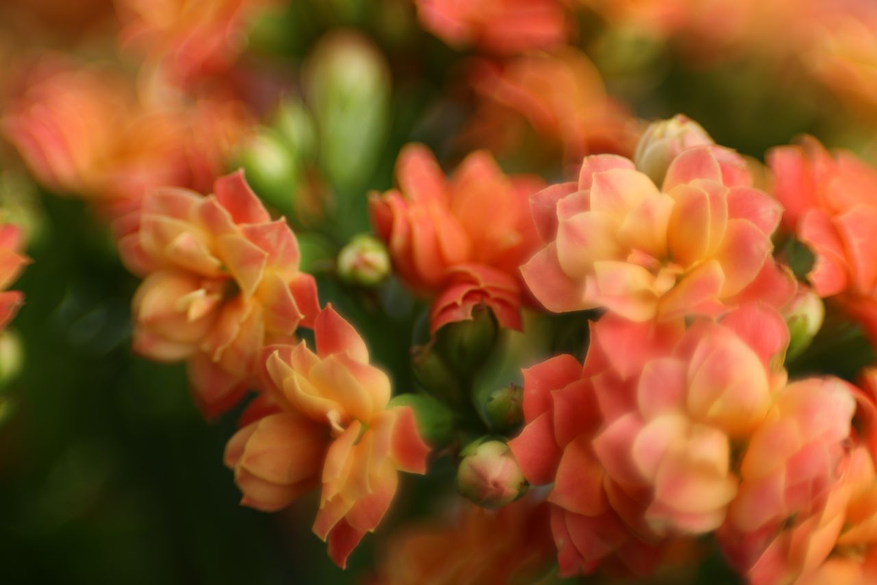 Canon RF 100mm f/2.8L IS USM Macro samples