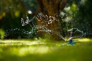 spring lawn care tips: sprinkler