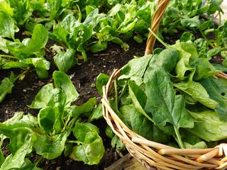 spinach growing and leaves in basket