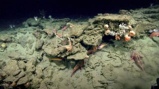 The feature discovered at the "Big Dipper" anomaly is, in fact, a rocky habitat that is home to a number of fish, crabs, anemones and coral.