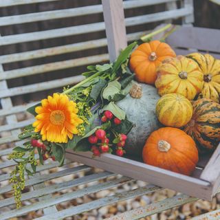 A crate of pumpkins and flowers on a garden bench