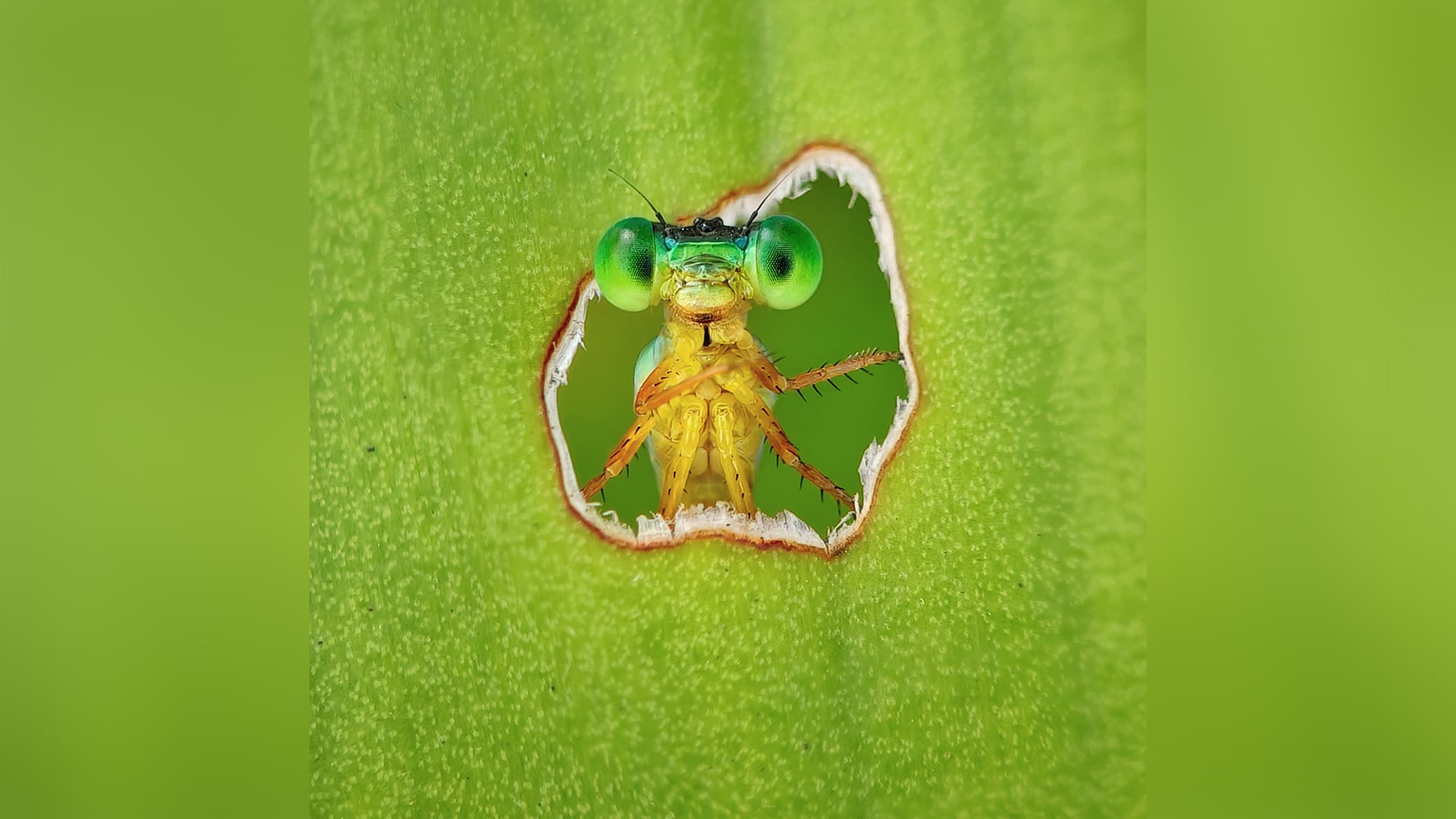 Damselfly peering through hole on leaf.