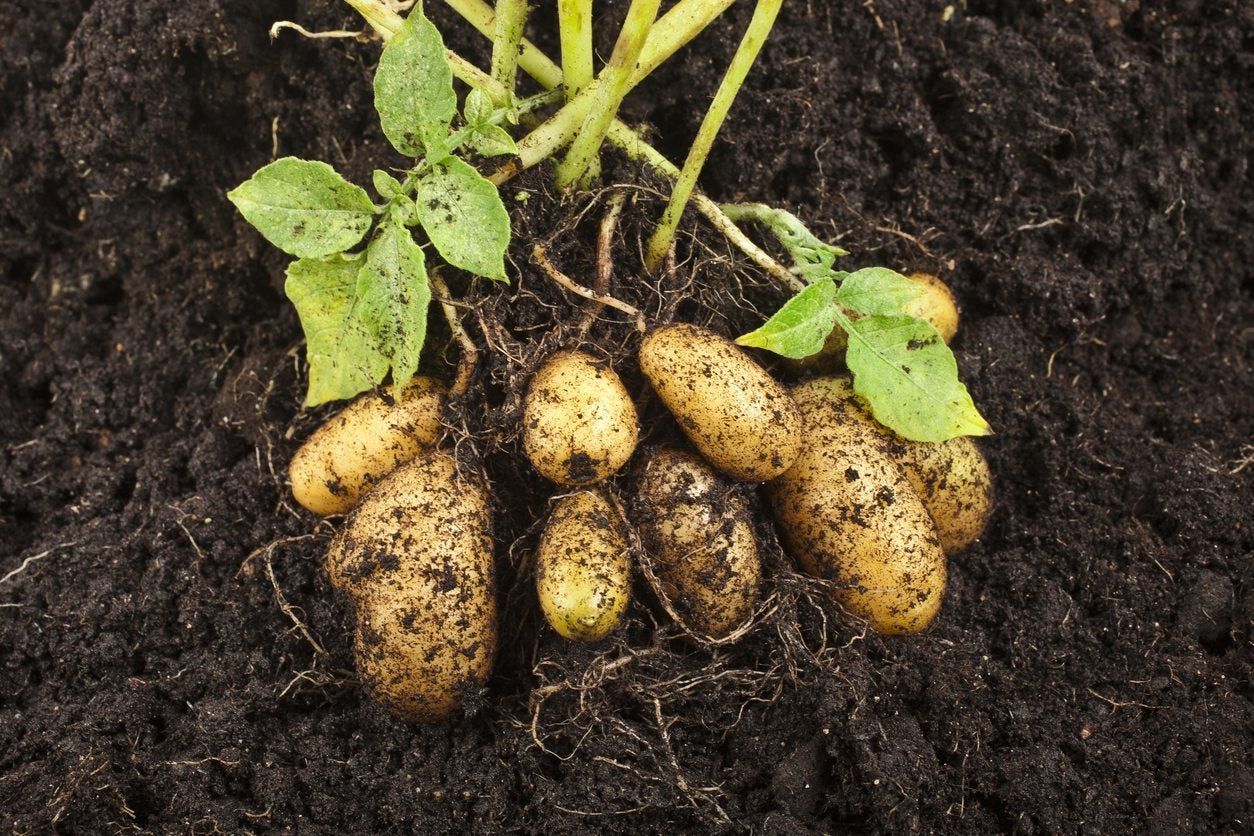 zone 9 potatoes