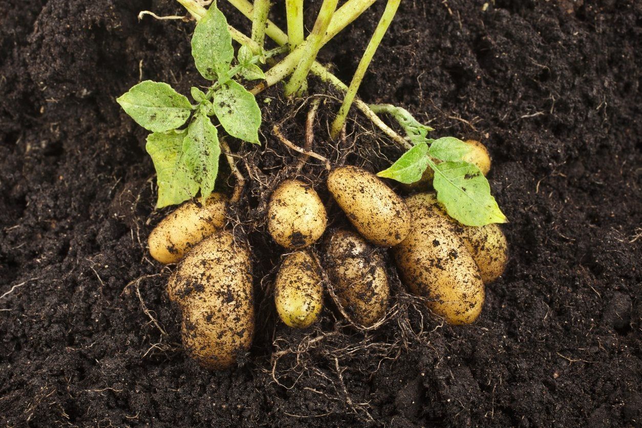 Potatoes For Zone 9 How To Care For Zone 9 Potatoes In The Garden