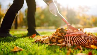 Raking leaves on lawn