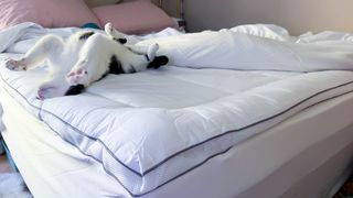 Viscosoft Serene Hybrid mattress topper with tester's cat stretching on it