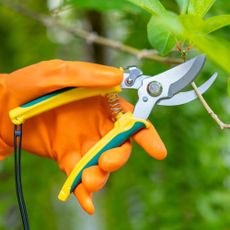 A hand in an orange glove uses pruners on a tree branch
