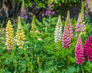 colorful lupins in border