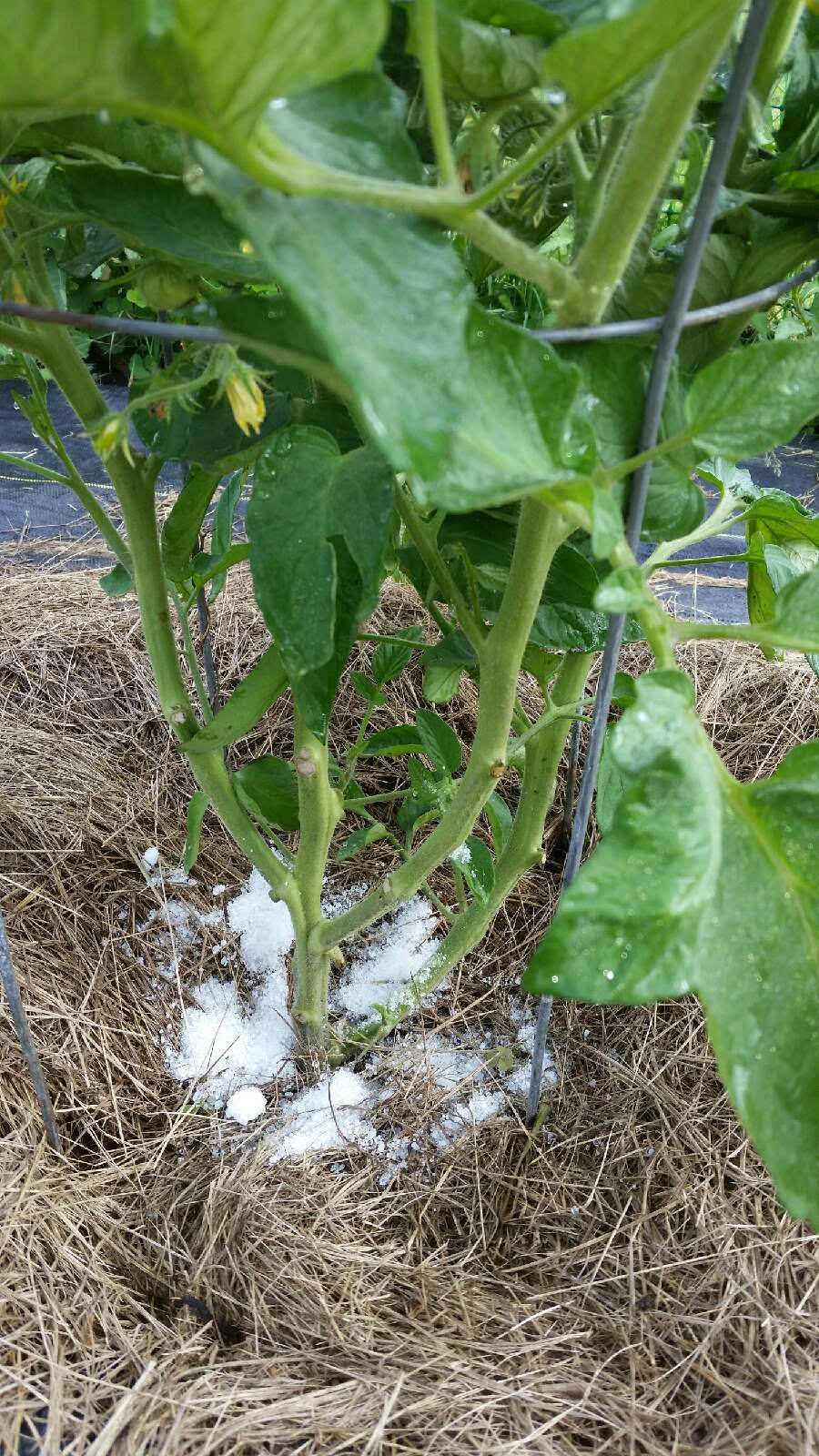 Epsom Salt Arround A Plant