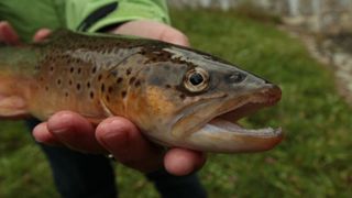 A close-up of a brown trout in the hands of a researcher by a river