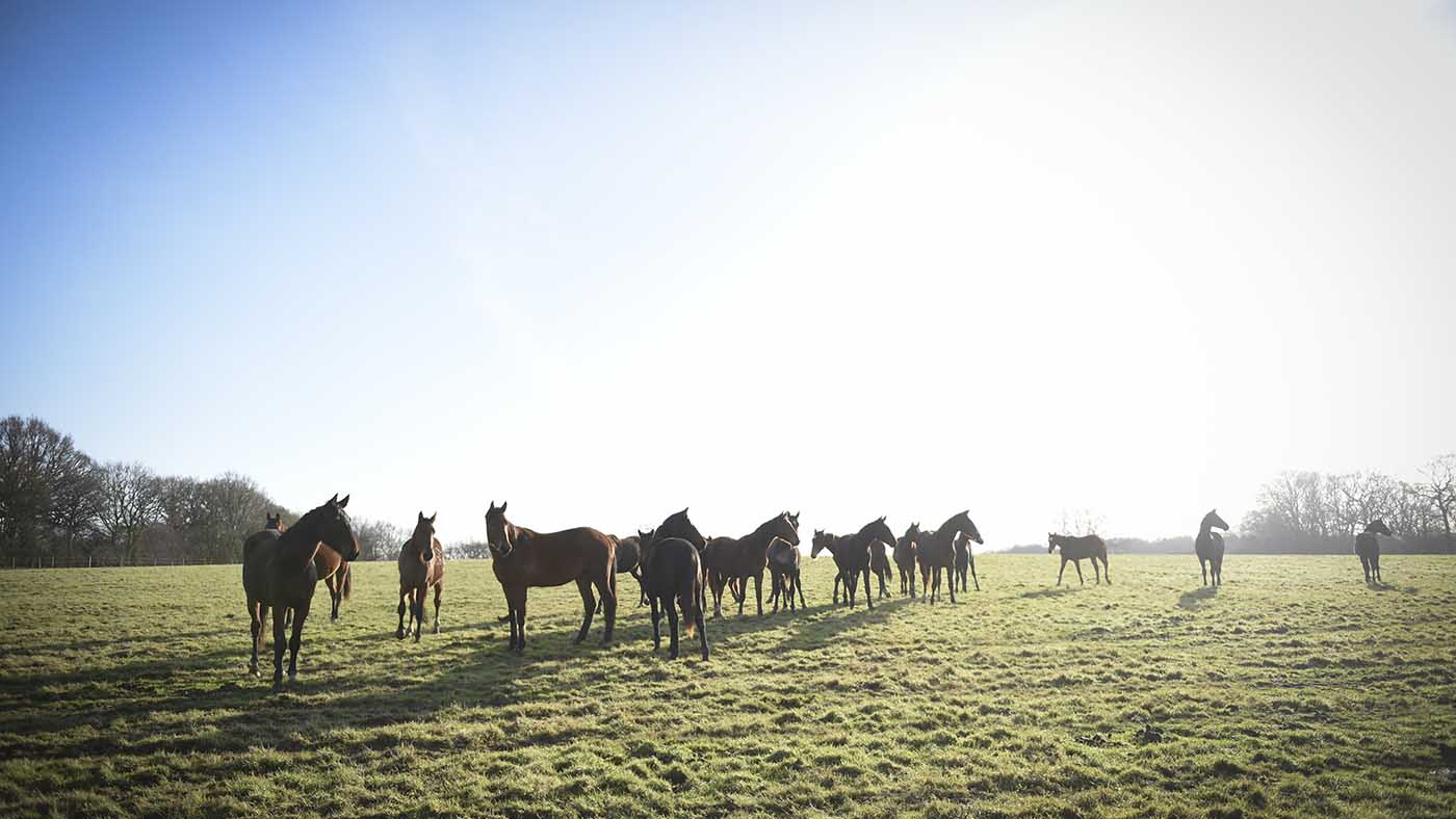 Breen Stud visit at Hickstead December 2018