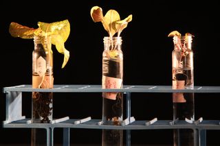 Simulated "Martian gardens" allow NASA scientists to test which plants can be grown on Mars. This photo shows the results of a preliminary study on lettuce. From left to right: lettuce seeds grown in potting soil, the Martian simulant with added nutrients, and the simulant without nutrients.