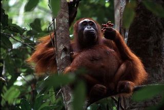 orangutan eating fruit