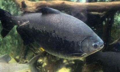 Amazonian Pacu fish