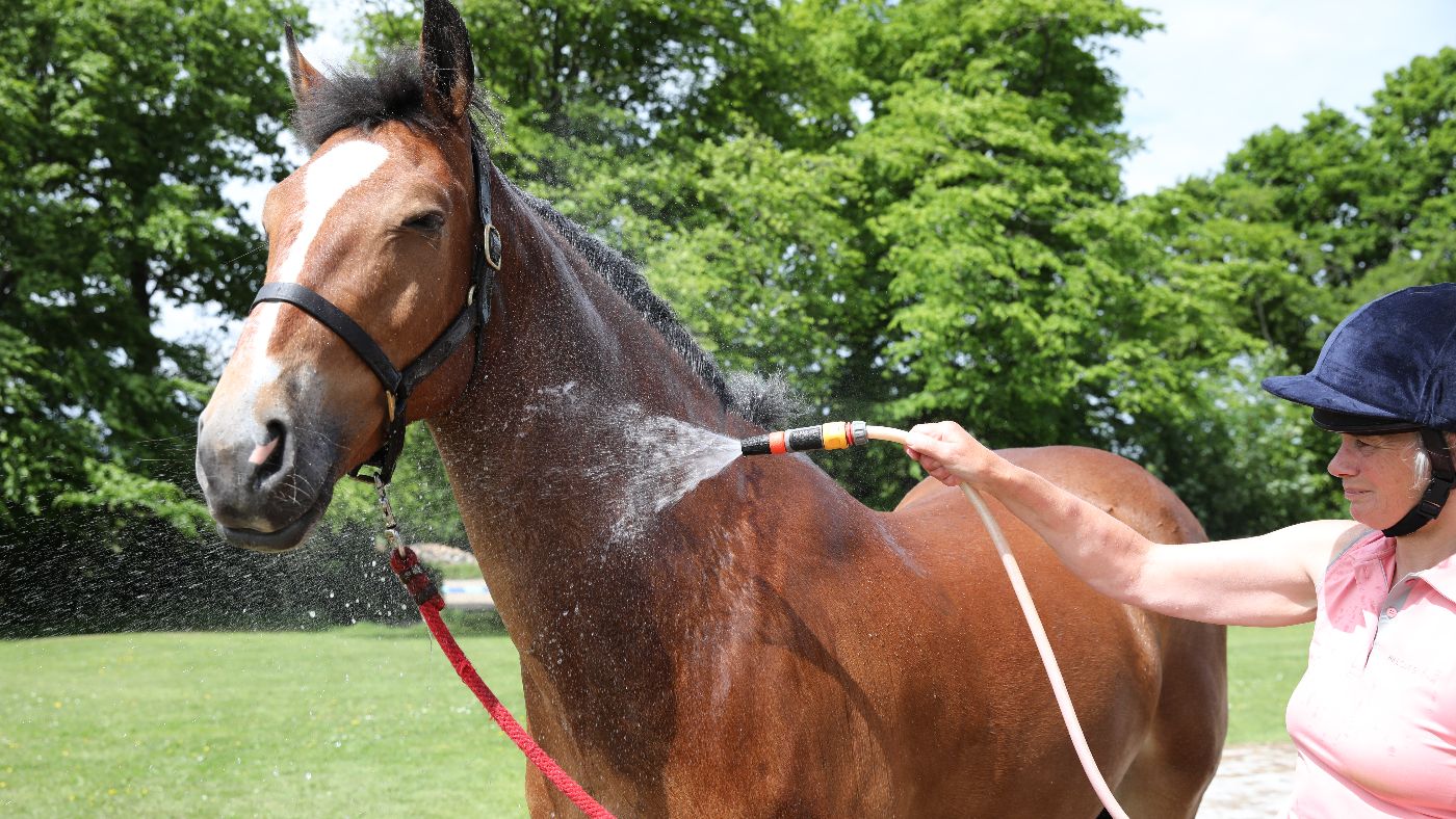 HAH00.lb_stockspring22.WASHING_HORSE20220517_6265