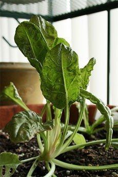 Indoor Potted Vegetable Plant