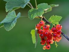 Red Berried Currant Shrub