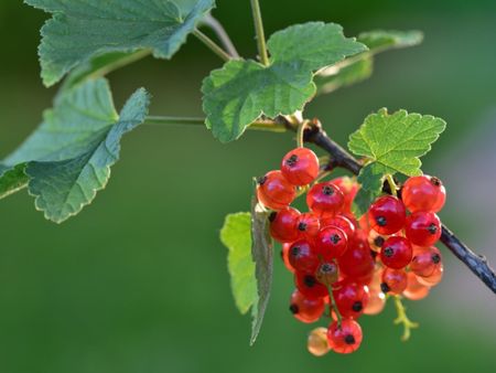 Red Berried Currant Shrub