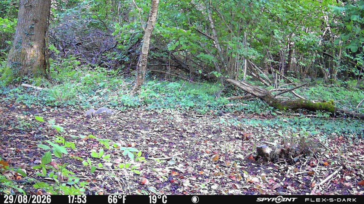 Daylight sample images from the Spypoint FLEX-S-Dark trail camera