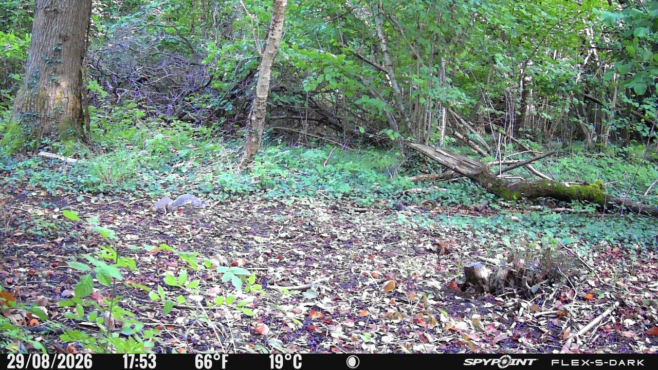 Daylight sample images from the Spypoint FLEX-S-Dark trail camera