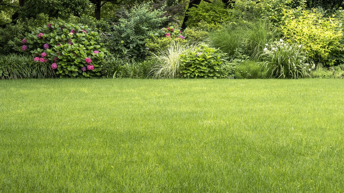 How to aerate your lawn