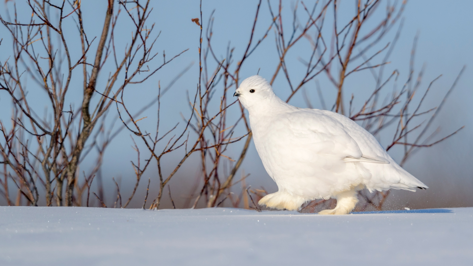 A white ptarmigan bird walks on top of the snow in front of a dried shrub