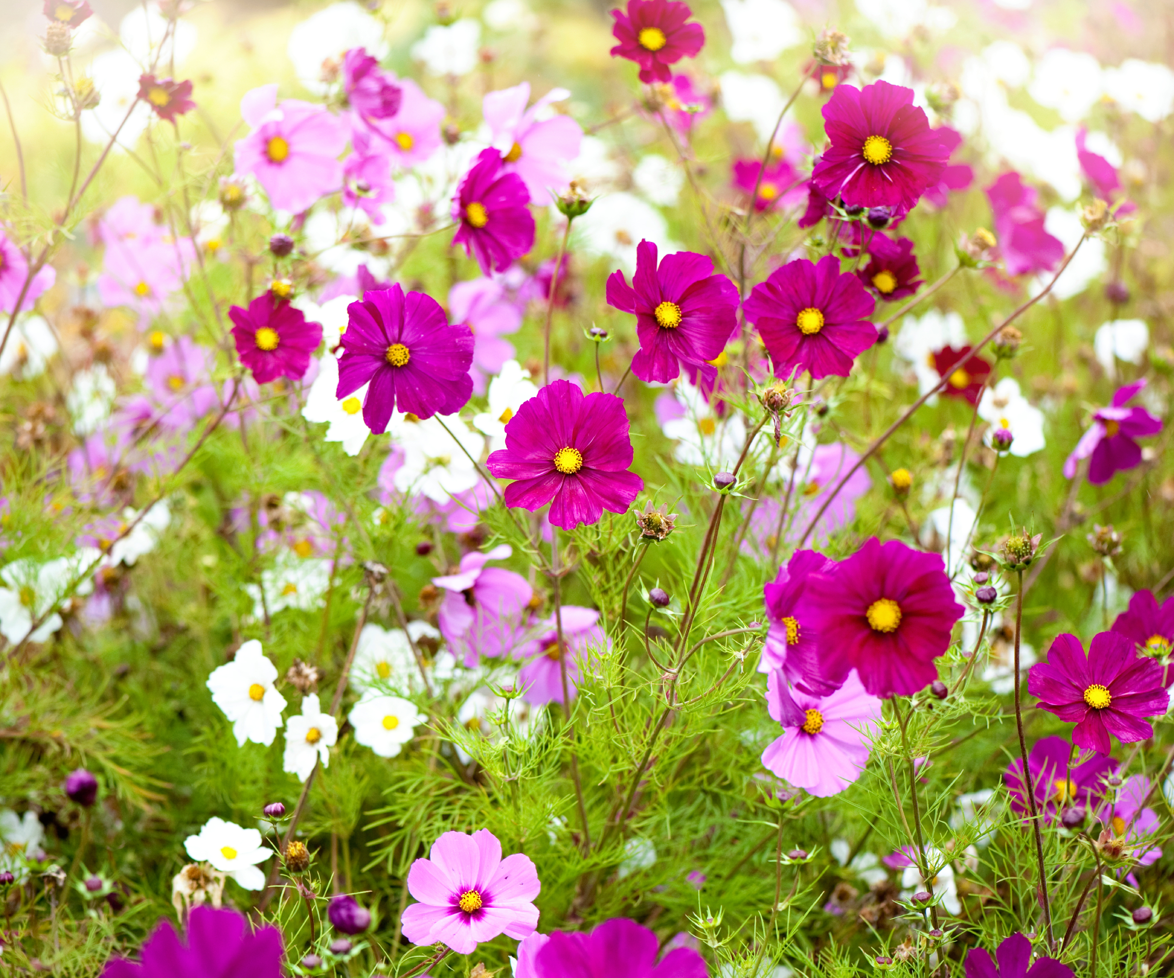 Pink and white cosmos flowers in meadow